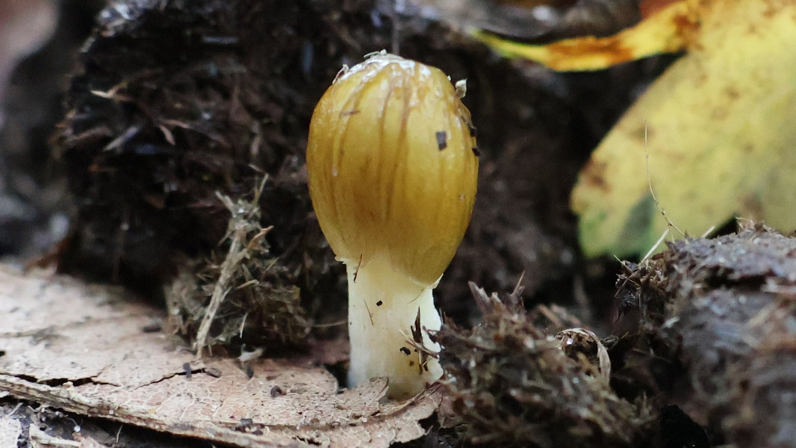 Gele paddenstoel met witte steel groeit tussen donkerbruine schimmels en bladafval op de bosgrond.
