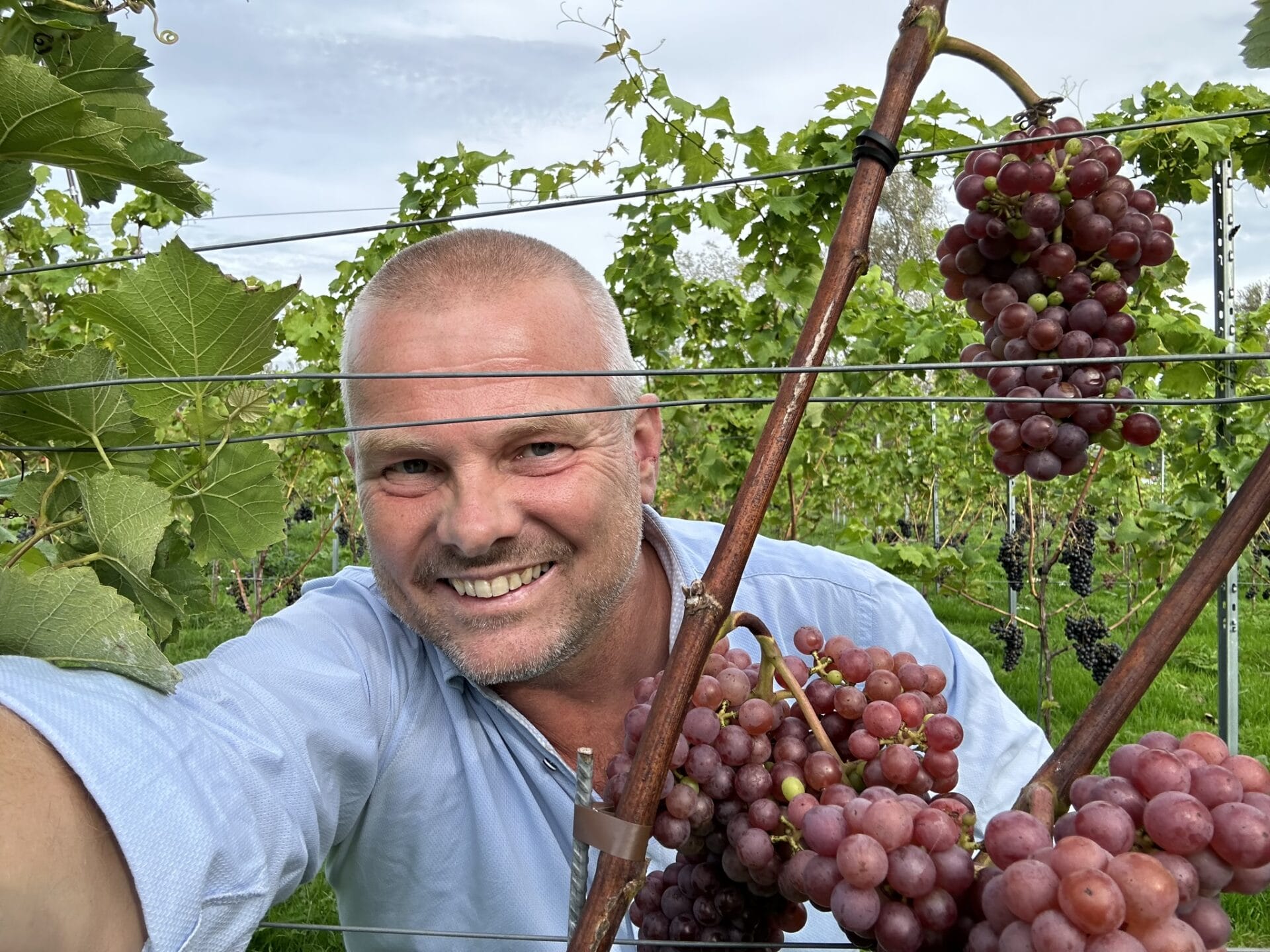 Topjaar voor de Nederlandse wijnbouw